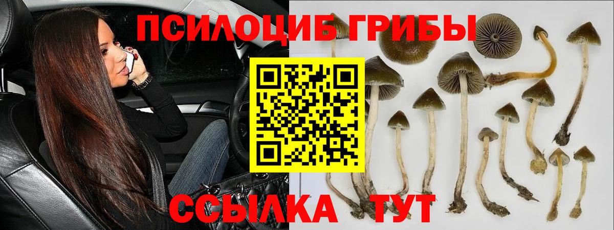 Галлюциногенные грибы Psilocybe  Вход с VPN  Дмитров 